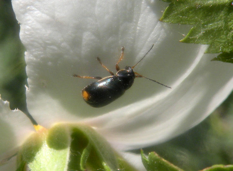 Cryptocephalus renatae